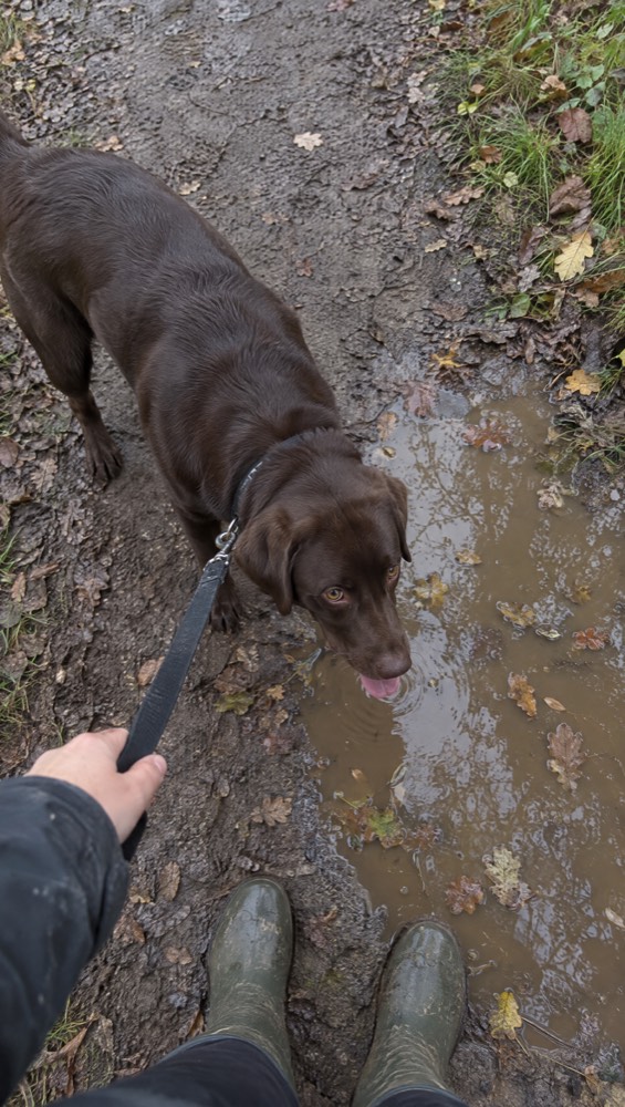 Looking down at a chocolate Labrador about to drink from a muddy puddle