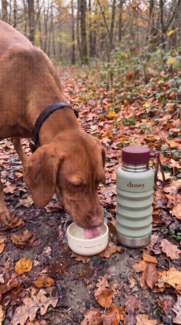 On the morning walk a Vizsla drinks from the cream dossy bowl, the sage bottle standing beside it